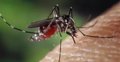 Dampak Banjir Rob Semarang, Anak-Anak Terserang Demam Dengue