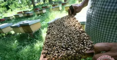Selain Estetis, Menanam Bunga di Rumah Juga Bermanfaat Bagi Lebah