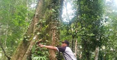 Busyet! Pohon Durian di Purworejo Ini Berumur Ratusan Tahun, Lho