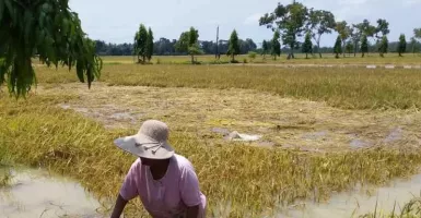 Astaga! 1.945 Ha Lahan Pertanian di Purworejo Terendam Banjir