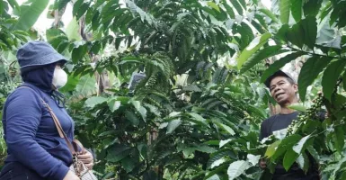 Open Trip, Cara Baru Belajar Kopi Batang dari Kebun ke Cangkir