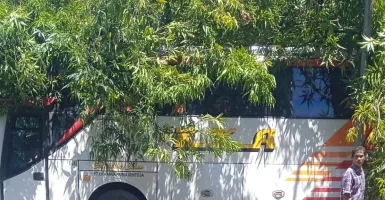 Sopir Mengantuk, Bus Eka Hantam Pohon di Jurug Solo