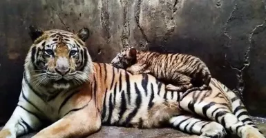Begini Riwayat Harimau di Serulingmas Zoo yang Tewaskan Petugas