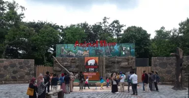Astaga! Gajah di Semarang Zoo Mati, Gegara Dieksploitasi?