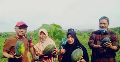 Jepara Panen Raya Semangka, Produktivitas 24 Ton per Hektare