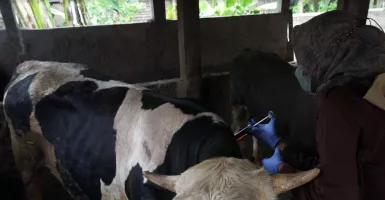 Duh! 37 Hewan Ternak di Jateng Terjangkit Penyakit Mulut dan Kuku
