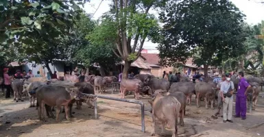 Waspada PMK, Ini Syarat Sah Hewan Kurban dari MUI Jateng