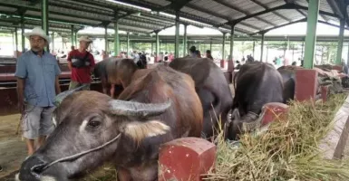 Pedagang Kambing di Kudus Boleh Berjualan di Pasar Hewan, Tapi