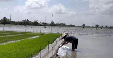 Intensitas Hujan Tinggi, 298 Hektare Tanaman Padi di Kudus Tergenang Banjir