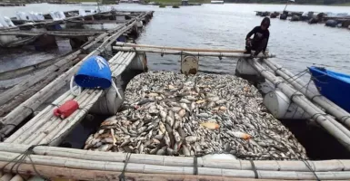 Astaga! 175 Ton Ikan di Waduk Kedung Ombo Mati Gara-Gara Upwelling, Sebegini Kerugiannya