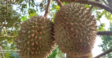 Wow! Ada Pohon Durian Usia Ratusan Tahun di Desa Pakis Rembang