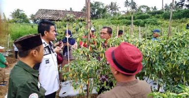 Magelang Jadi Daerah Pemasok Utama Cabai, Kementan Lakukan Ini