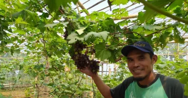 Top Tenan! Petani Milenial Sragen Ini Sukses Budidaya Anggur Impor