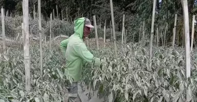 Duh! 1.681 Hektare Tanaman Sayur di Magelang Kena Abu Vulkanik Gunung Merapi
