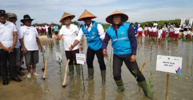 Cegah Abrasi, 100.000 Bibit Mangrove Ditanam di Wisata Jembatan Merah Rembang