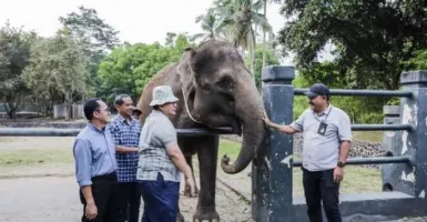 Wuih! Semarang Zoo Dapat Hibah 2 Gajah