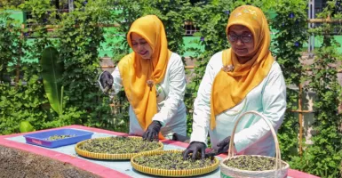 BRInita dan Poktan Bensor Semarang Berhasil Membuat Teh Hebal Menjadi Produk Unggulan