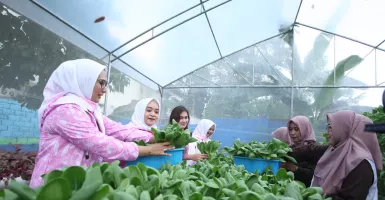Didukung oleh BRI Peduli, Yuk Intip Kegiatan Bertani di Tengah Kota Medan