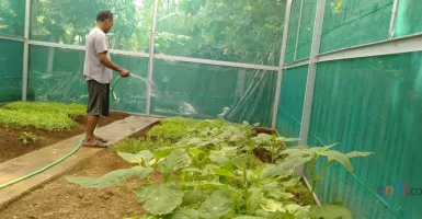Keren! Ini Kunci Sukses Kampung Sayur Organik di Solo Sejak 2013