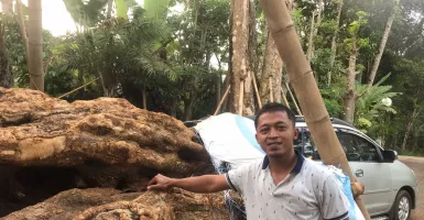 Tak Punya Basic Pertanian, Pria Asal Semarang Sukses Bisnis Landscape Tanaman
