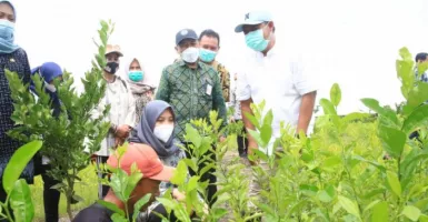 Bupati Ipuk Beri Bantuan Bibit Hortikultura Ke Petani Banyuwangi