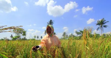 Pakar: Asuransi Pertanian Masyarakat Masih Minim