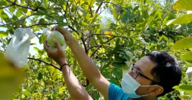 Agrowisata Petik Jambu Keristal Bojonegoro Mulai Panen