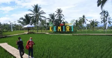 Desa Wisata Kemiri Menyuguhkan Hamparan Sawah yang Instagramable