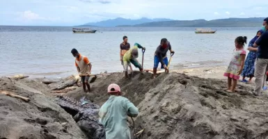 KKP Selidiki Terus Penyebab Terdamparnya Paus Orca di Banyuwangi