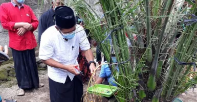 Ajaib, Pohon Kurma di Kediri Tumbuh Subur