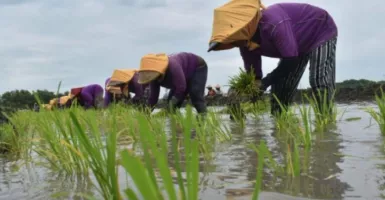 Tak Semua Petani Bisa Manfaatkan Pupuk Subsidi dari Pemkab Madiun