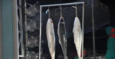 Pasar Ikan Bandeng Gresik Sudah Buka, Cek Lokasinya