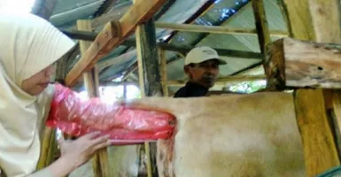 Inseminasi Buatan Sukses Tingkatkan Ternak Sapi di Bangkalan