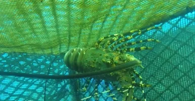 Gagal Diselundupkan, 21 Ribu Benih Lobster Dilepas di Banyuwangi