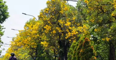 Cantiknya Bunga Tabebuya Saat Mekar, Serasa di Jepang