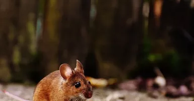 Simak ini Cara Alami Usir Tikus Nakal
