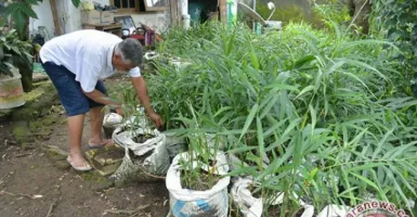 Jahe Merah, Tanaman Herbal yang Bisa Dibudi Daya di Rumah