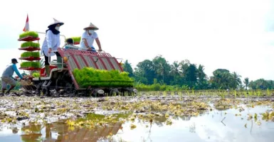 Bangga, Banyuwangi Tambah Lahan Agro Solution Sebegini Jumlahnya