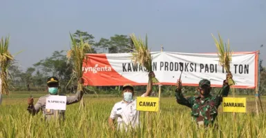 Varietas Suppadi Bantu Tingkatkan Panen Petani di Lumajang