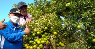 Mengenal JeSi, Si Manis dari Situbondo