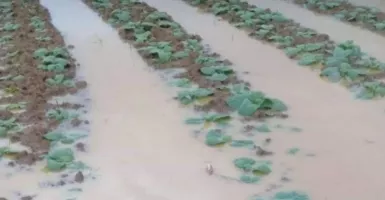 Petani Tembakau di Pamekasan Merugi, 10 Hektar Lahan Kebanjiran