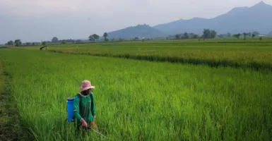 DKPP Kediri Anjurkan Petani Gunakan Cara Lama Basmi Wereng