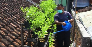 Berkebun di Atap Rumah Jadi Tren