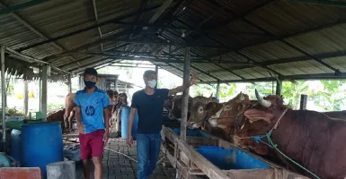 Asa Swasembada Daging Sapi di Tengah Kota Metropolitan Surabaya