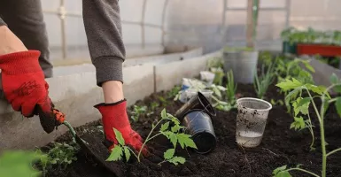 Tips Berkebun Sayur di Atap Rumah, Mudah Ternyata