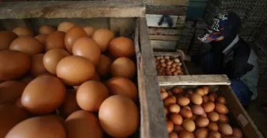 Banyak Warga Isoman, Harga Telur di Jember Naik