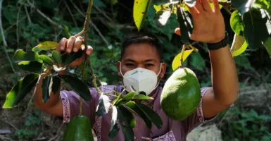 Teksas Bojonegoro Punya Potensi Agribisnis, Alpukat Andalannya