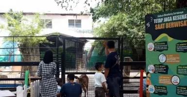 KBS Buka Night Zoo, Komisi B DPRD Surabaya Ingatkan Kesehatan Satwa