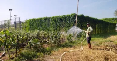 18 Bekas Tanah Kas Desa di Surabaya Disulap Jadi Kebun