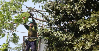 Jelang Musim Hujan, DKRTH Surabaya Beri Perhatian ke Pepohonan